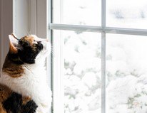 Milgard Tuscany® Series Energy-Efficient Innovation